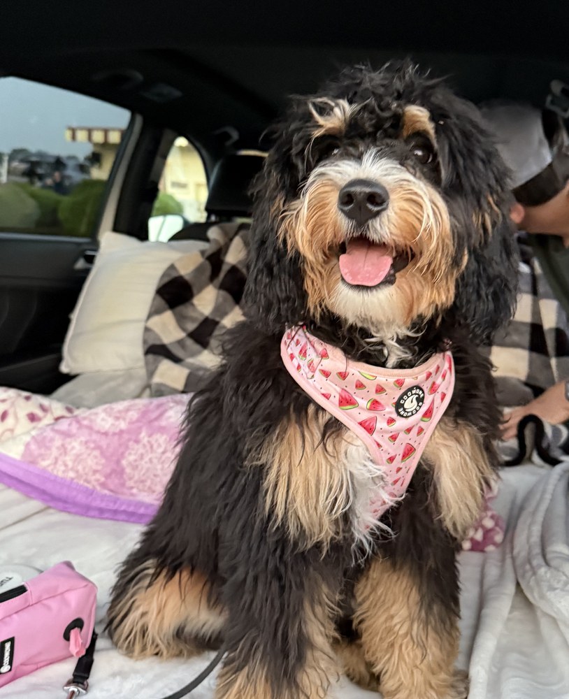 Penny the Bernedoodle, UGC assistant
